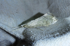 Evergestis isatidalis