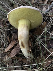 Butyriboletus pulchriceps
