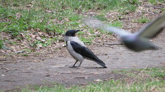 Corvus cornix