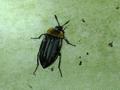 Oxelytrum discicolle