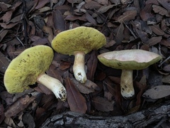 Butyriboletus pulchriceps