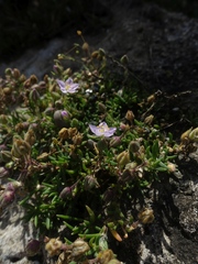 Spergularia rupicola