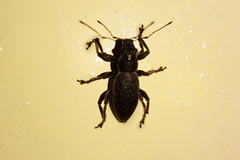 Entiminae