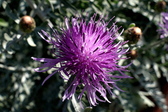 Centaurea cineraria