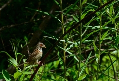 Emberiza fucata