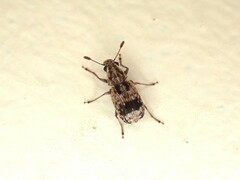 Cacephatus