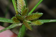 Cyperus flavescens