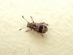 Cacephatus