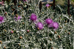 Centaurea cineraria