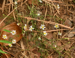 Symphyotrichum depauperatum