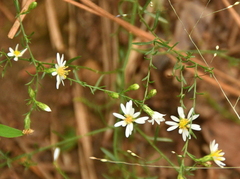 Symphyotrichum depauperatum