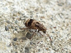 Cacephatus