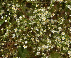 Symphyotrichum depauperatum