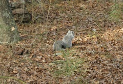 Sciurus niger cinereus