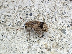 Cacephatus