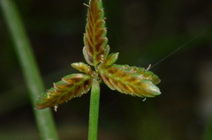 Cyperus flavescens