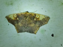 Paragonia cruraria