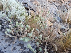 Pseudodictamnus africanus