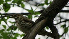 Turdus iliacus