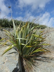 Phormium tenax
