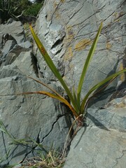 Phormium tenax