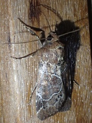 Hampsonodes