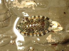 Sypharochiton sinclairi
