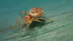 Araniella