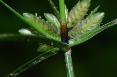 Cyperus flavescens