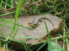 Trachylepis wahlbergii