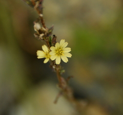 Lactuca saligna