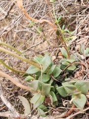 Anacampseros telephiastrum