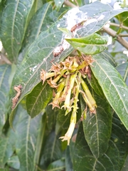 Cestrum