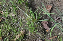 Cyperus flavescens