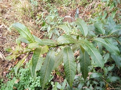 Cestrum