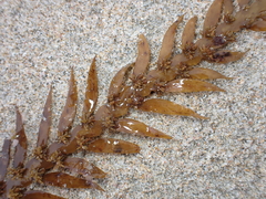 Carpophyllum maschalocarpum