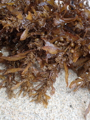 Sargassum sinclairii