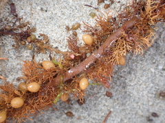Carpophyllum plumosum