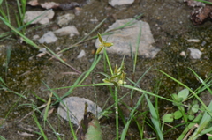 Cyperus flavescens