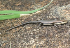 Trachylepis varia