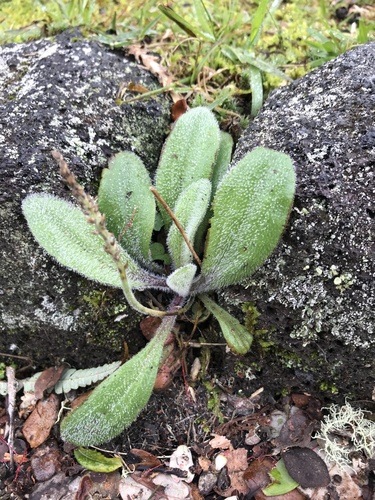 Plantago australis observed 2022-12-23