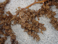 Sargassum sinclairii