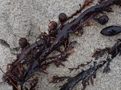 Carpophyllum maschalocarpum