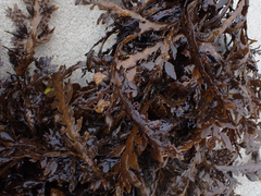 Carpophyllum maschalocarpum