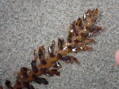 Carpophyllum maschalocarpum