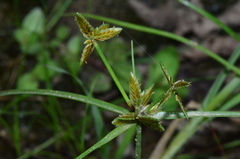 Cyperus flavescens