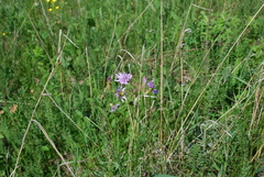 Scorzonera purpurea