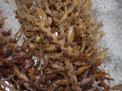 Carpophyllum maschalocarpum