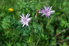 Scorzonera purpurea