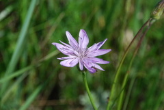 Scorzonera purpurea